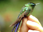 Colibrí Coludo Azul