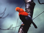 Gallito de las Sierras