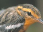 Reinita Gargantianaranjada